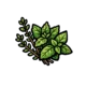 herbal